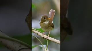 Download lagu SIKATAN RIMBA DADA COKLAT//SRDC mp3