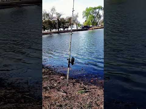 Buscando a la Tararira en la Lagunita de Sacanta. #pesca #cordoba #nature