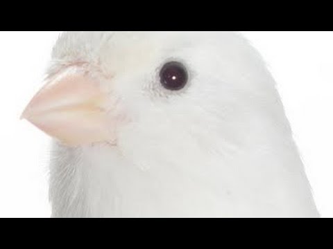 CANARIO BELGA CAMPAINHA LUTEUS - VÍDEO COM 2 HORAS DE PURO CANTO CAMPAINHA - CANARY SINGIN