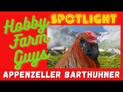 , title : 'HFG Farm Animal Spotlight: Appenzeller Barthuhner Chicken'