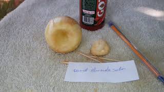 simpatia da cebola para separar casal urgente