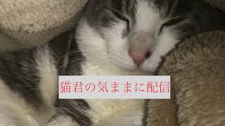 気ままに配信､気楽にコメントして下さい、海外版ヒューマン(ゴール裏技教えます。)