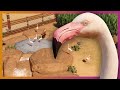 Greater Flamingo Habitat Planet Zoo Speed Build