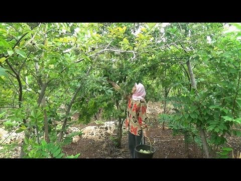 Memberikan wanita patogen Palu Thor untuk membeli di Lviv