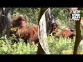 Bigfoot Captured In Wild Viral Video By Terrified Hiker Scariest Moment Of My Life