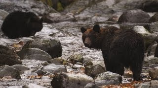 preview picture of video '知床半島のヒグマ Brown bear in Shiretoko ( Shot on RED EPIC )'