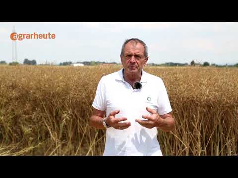 Rapsaussaat auf nassen Standorten