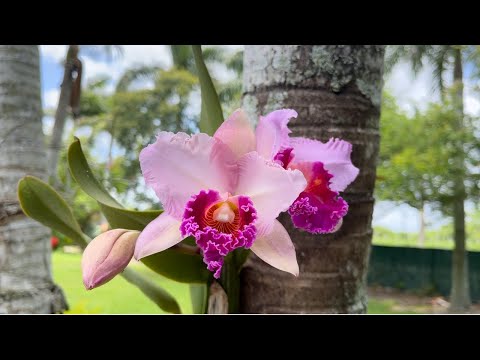 Orchid Garden Update, How this Wind is affecting my Orchids, New Blooms, May 23, 2021