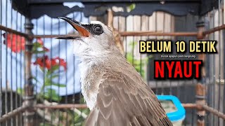 Download lagu trucukan gacor TARUNG ROPEL PANJANG pancingan trucukan agar bunyi jadikan burung trucuk gacor EMOSI mp3