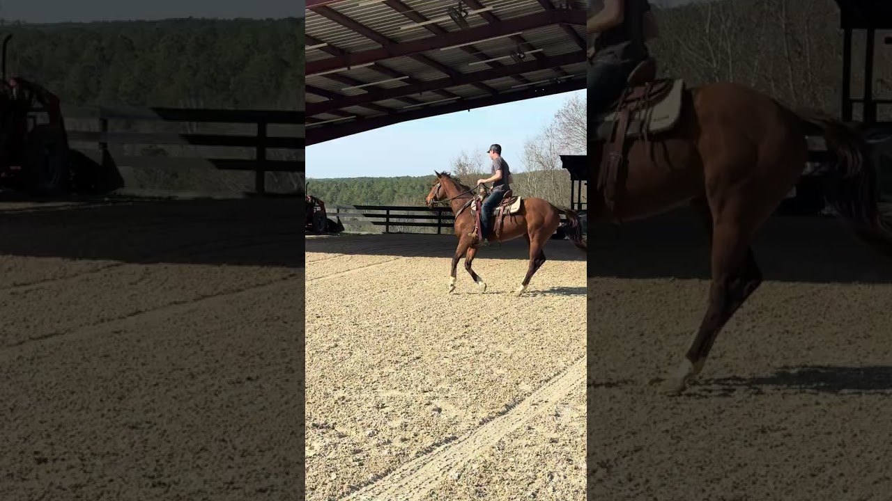 Enlarge Proud Mule, a Adoptable Thoroughbred in Aiken, SC video 4/6
