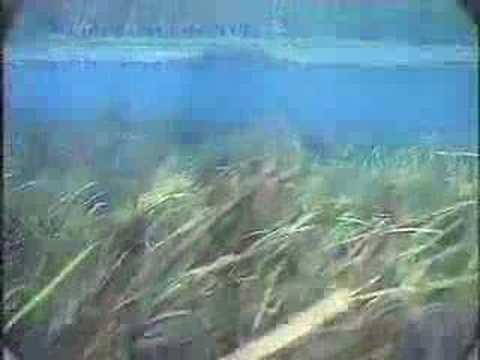 Big Fish Feed Midday