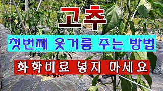 [텃밭농부 1,475]  고추 모종 정식 한 달 후. 첫번째 웃거름 주는 방법. #고추재배