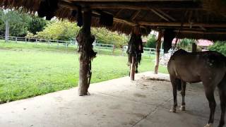 Video Me Traicionó Mi Lebruna (En Vivo) de Neyer Oropeza