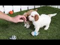 Cavapoo dogs for sale: Vicky - Video 1
