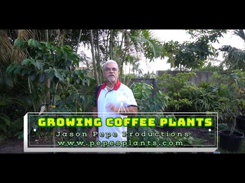 , title : 'How to grow coffee plants  nutritional deficiencies in coffee