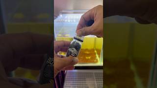 Download lagu Berapa banyak makanan pelet yang harus diberikan kepada Channa? #aquascape #aquascapegallery mp3