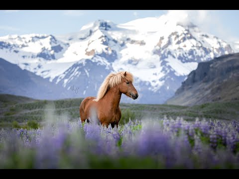 Seðill frá Árbæ - Kynbótadómur 08.06.2021