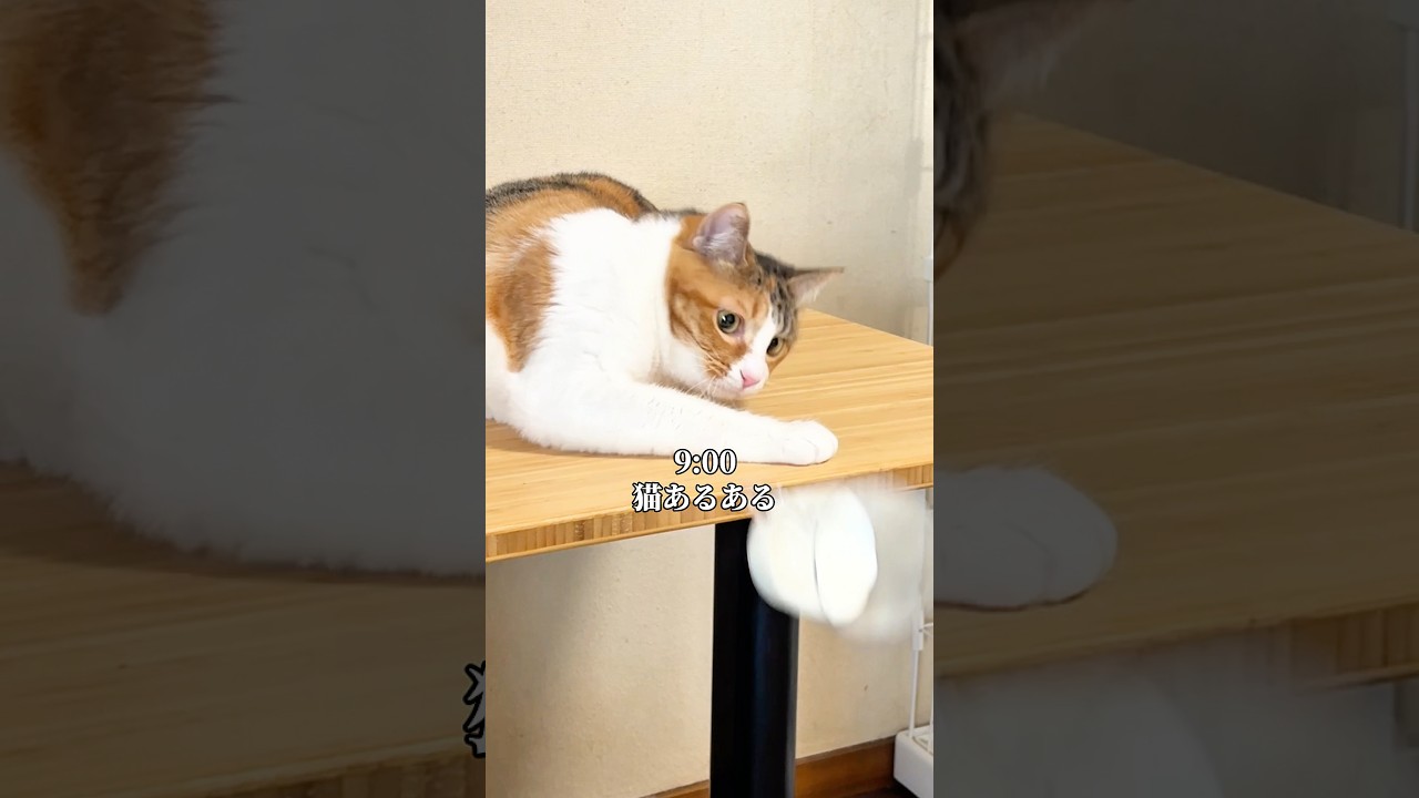 イタズラをしてしまった猫の1日#PR #Mindoo  #AquaXPlus #つなまよ #猫のいる暮らし