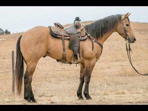 Pitzer Ranch 2020 Spring Sale Lot 55 TANQUERY SIXES