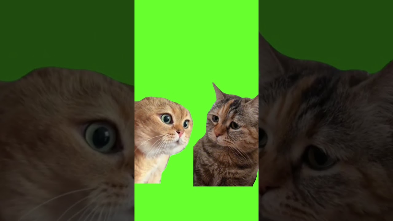 two cats talking meme green screen #meme #lol #funny