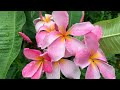 Plumeria (Frangipani) Update: Seed Pods - When to Harvest Them and How to Start the Seeds