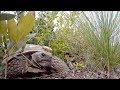 Gopher Tortoise Queen Of Red Hill