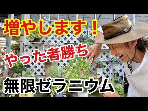 アイビーゼラニウム（Pelargonium peltatum）の挿し木はいつ、どのように行うのですか？チュートリアルとビデオ  庭園