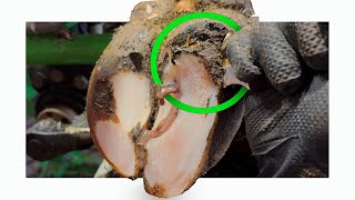 This ABSCESS BURSTS out!!!