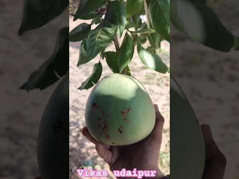 HARVESTING BEL PATRA || BEL FAL || BAEL PATRA || WOOD APPLE #harvesting #belpatra #nature #fruit