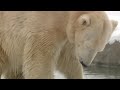 Detroit Zoo Debuts New Polar Bear Anana To Help With Breeding Efforts