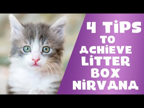 Tips to Help with Litter Box Problems with Jackson Galaxy