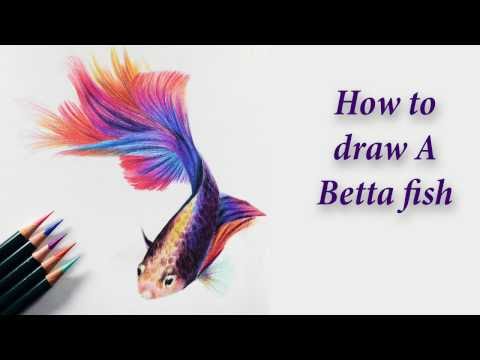 How to draw A Betta fish - Colored pencil tutorial.