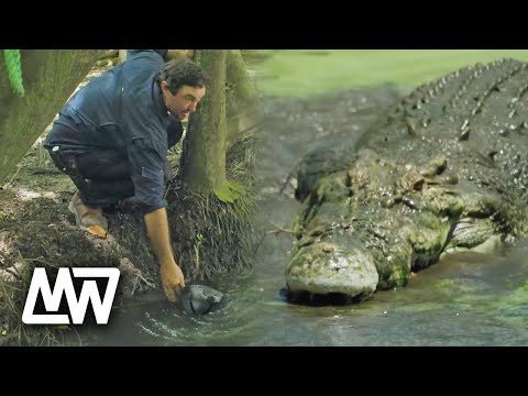 Matt Wright Gets Chased By A Big Crocodile! | Full Episode | Matt Wright