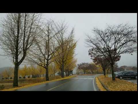 [Gyeongsangbuk-do] (cidade de Gyeongju) Avenida Ginkgo em frente ao Salão de Unificação (1)