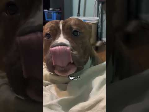 This dog argued with his mom over this 🫢