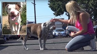 Homeless Pit Bull Thrilled to Be Saved Thanks Rescuers with Kisses