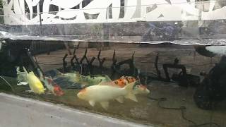 บ่อปลาคาร์ฟกระจก โชว์น้ำใสไหลเย็นเห็นตัวปลา ม่านน้ำดีไซน์ บ่อปลาคาร์ฟกระจก โชว์น้ำใสไหลเย็นเห็นตัวปลา ม่านน้ำดีไซน์