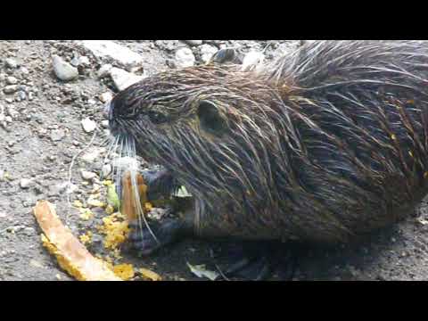 NUTRIA KOBLENZ SCHWANENTEICH 0618