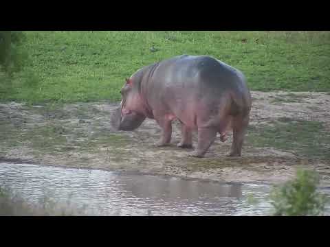 Djuma: Hippo on the move and out of the water - 18:08 - 10/19/2023