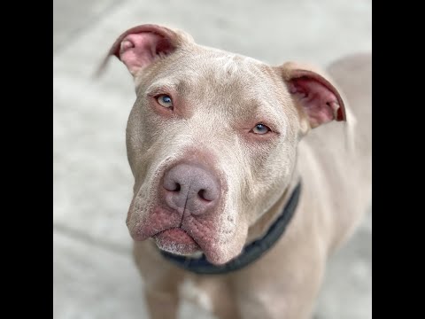 Alice  ***URGENT***, an adopted Pit Bull Terrier in Berkeley, CA_image-1