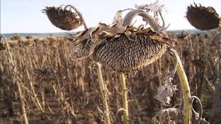 A Seed&#39;s A Star/Tree Medley - Secret Life Of Plants - Steve Wonder