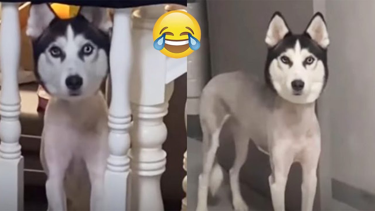 Cutest Puppies Compilation #2  ~ SG Funny Animals