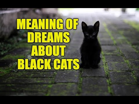 What Does Black Cat Mean In A Dream? Dreams About Black Cat