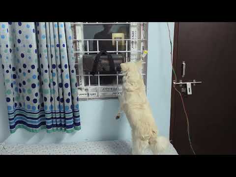 Dog shouting for certain frequency waves 