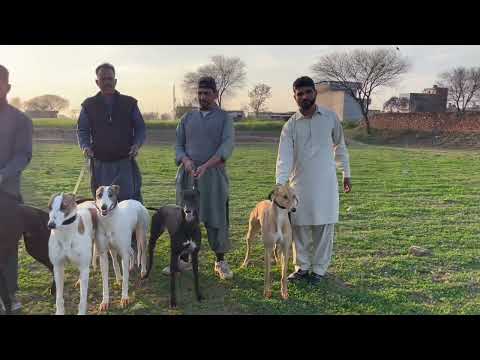 Imported Grey Hound Malik Jehangir Awan Puran Club Malik Naeem khalid USA شوق ملکاں دا🐎 Puran USA