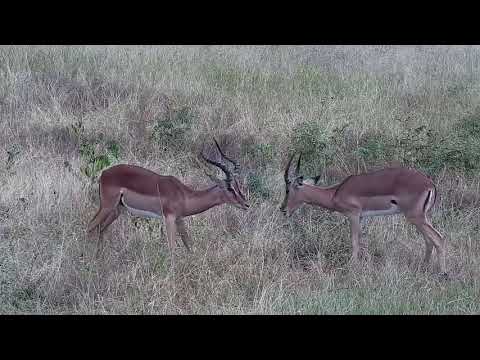 Djuma: Sparring Impalas - 09:14 - 02/27/2022