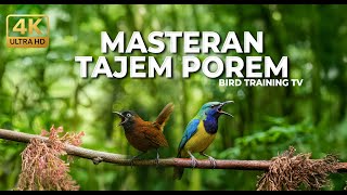 Download lagu 🔴 Live Masteran Murai Batu Kasar Cucak Cungkok Gacor vs Tepus Kepala Abu Abu Gacor Panjang mp3