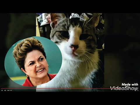 CEREJA, O GATO DA DILMA!!! 😂😂