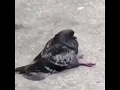 Pigeons Sitting Down