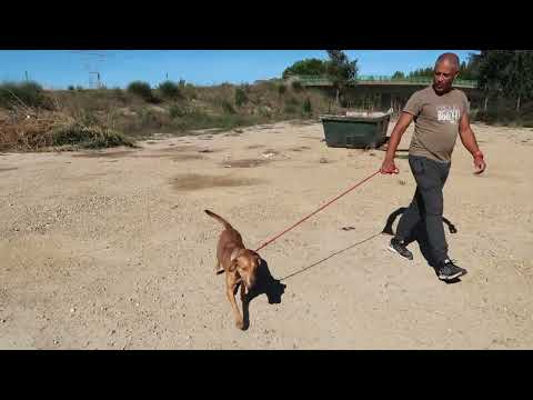 Vídeo de MOHAN